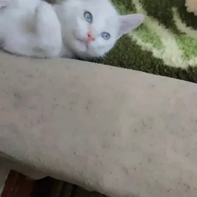 домашние животные