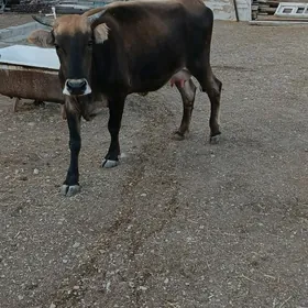 sygyr