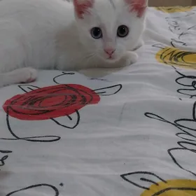 котёнок