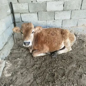 öküz