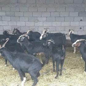 Gysyr Geçi