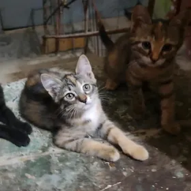 котята