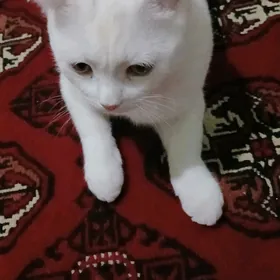 şotland pisik