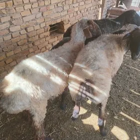 goç