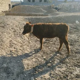 badran gacar