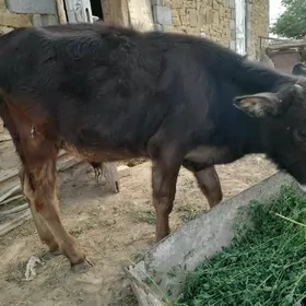 öküz
