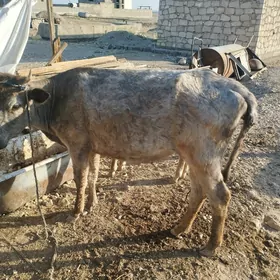 bogaz sygyr