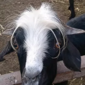 Doğ geci