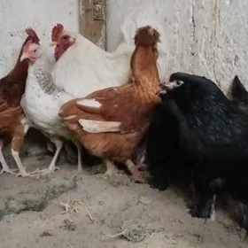 towuklar