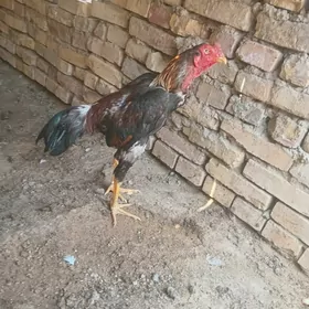 horaz