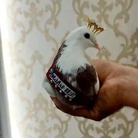 Uçurumlara Ak kepderi
