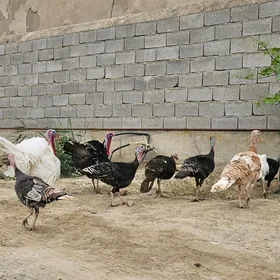 Kürk Induk