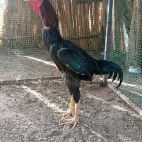 horaz