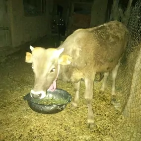 okuzce