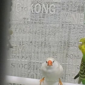 popugay