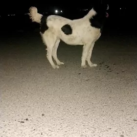 garabas