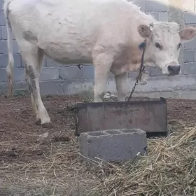 Göle