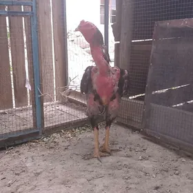 horaz