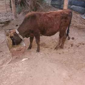 öküz