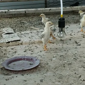 bayso çüje  aylyk
