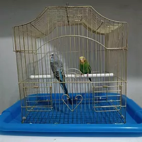 клетка с попугаями