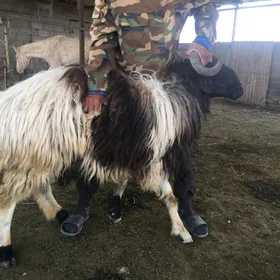 Goç
