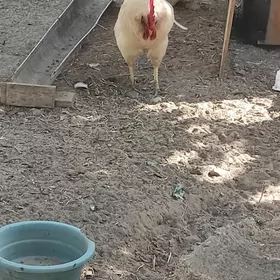 horazhorazhoraz