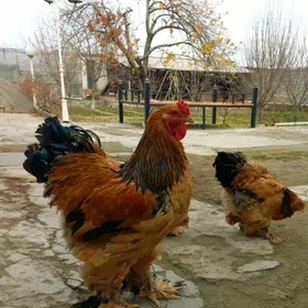 brama horaz