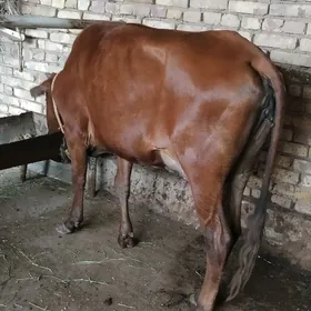 göleli sygyr