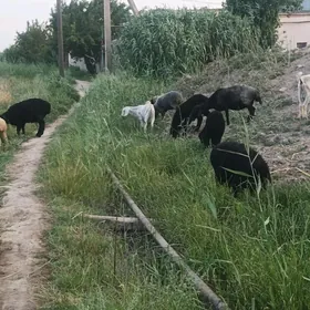 geci