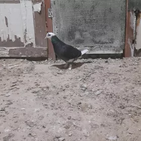 kepderi urkaci guş