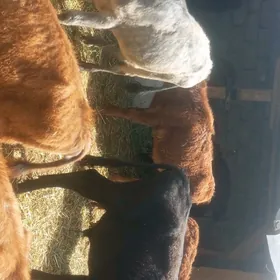 öküz tüwe öküzçe göle