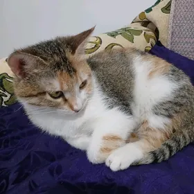 Котёнок-подросток