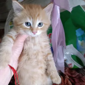 котёнок