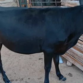 guzlamadyk gysyr sygyr