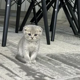 кошка