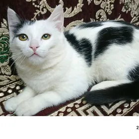 кошечка