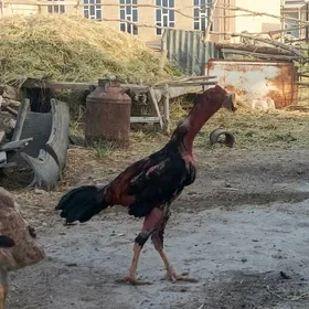 horaz