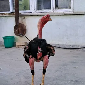 Taşkent jüỳje