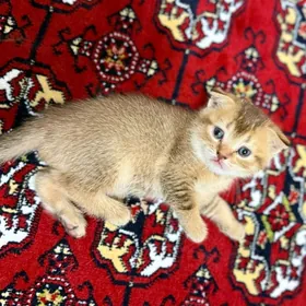 котята