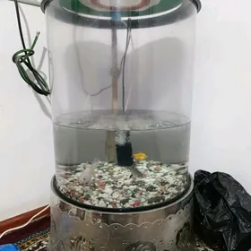 Akwaryum