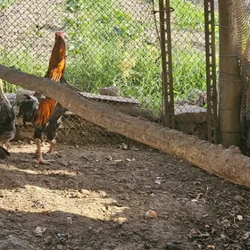 horaz