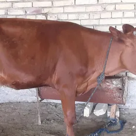 Gulajyn