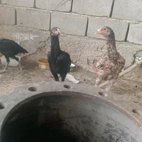 taskent induk towuk juyje