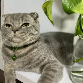 Вислоухий кот