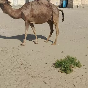 köşekli duýe