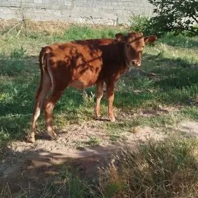 tuwe