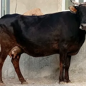 Göleli sygyr