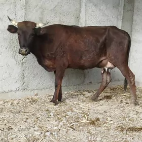 Gbrit Göleli Sygyr