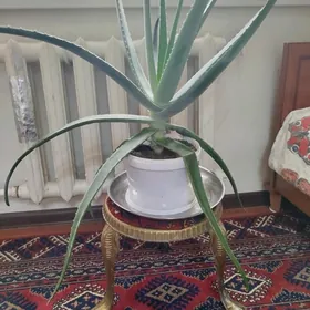 gül aloe